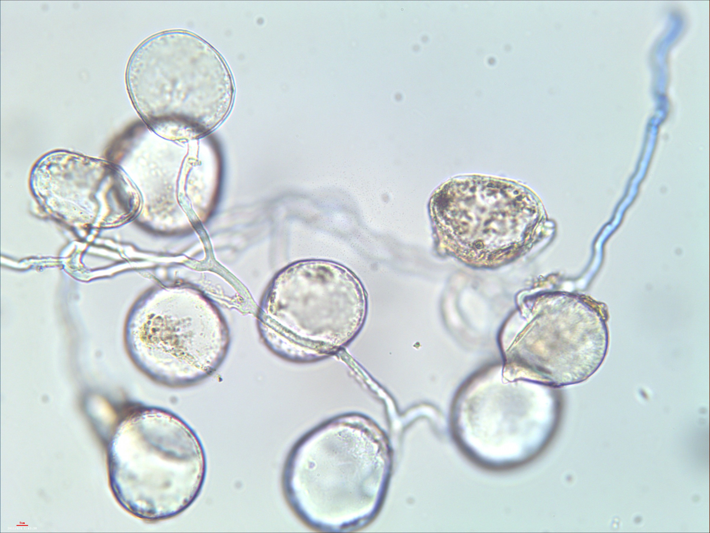 丛枝菌根真菌（AMF）染色图和详细方法 - 知乎